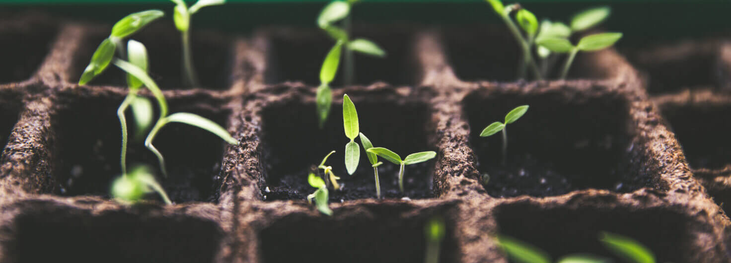 grow